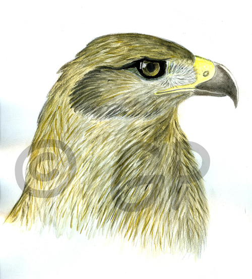 Aquila e Picchio Muraiolo